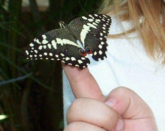 Butterfly Program at Callaway Gardens