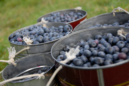 Blueberry Picking at The Rock Ranch
