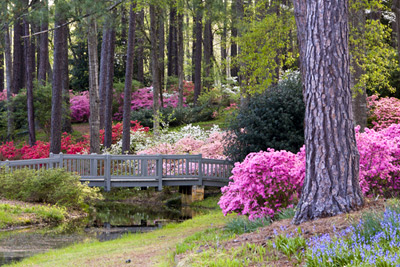 Celebrate Spring Azalea Season Callaway Gardens