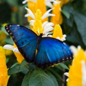 Celebrate Blue Morpho Butterfly Month at Callaway Gardens