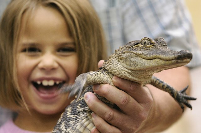 Remarkable Reptiles Program at FDR State Park