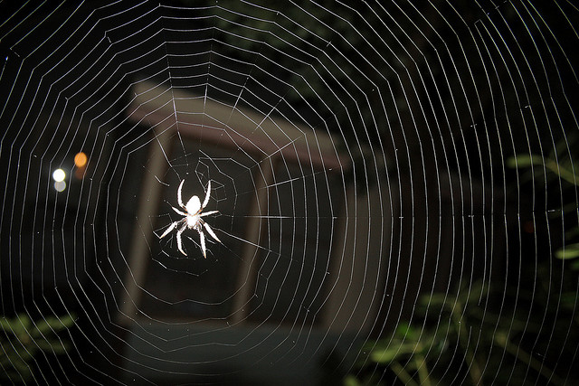 Spectacular Spider Shine at FDR State Park