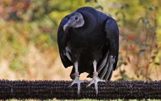 Vulture Strolls at Callaway Gardens