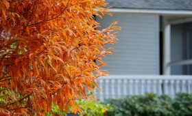 Columbus Botanical Garden Presents: Color for the Fall Garden