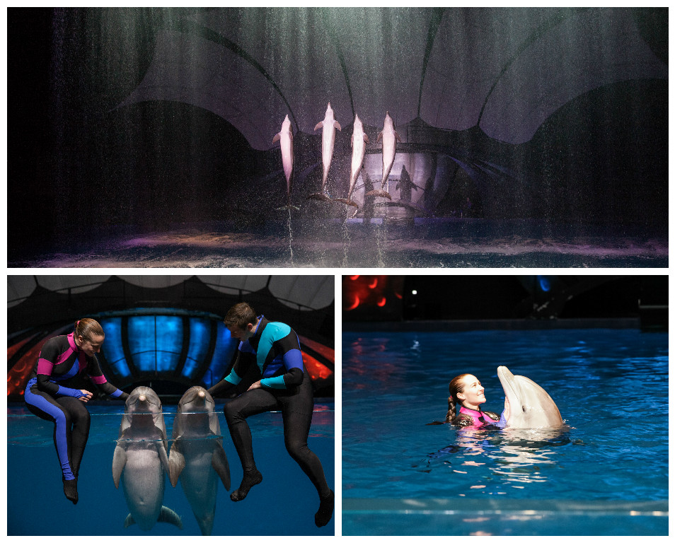 dolphin celebration Georgia Aquarium